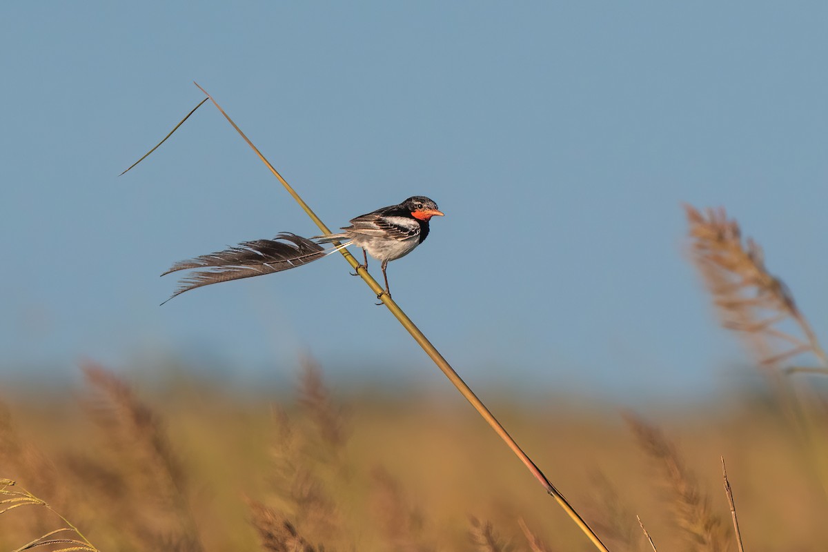 Yetapá Acollarado - ML646212573