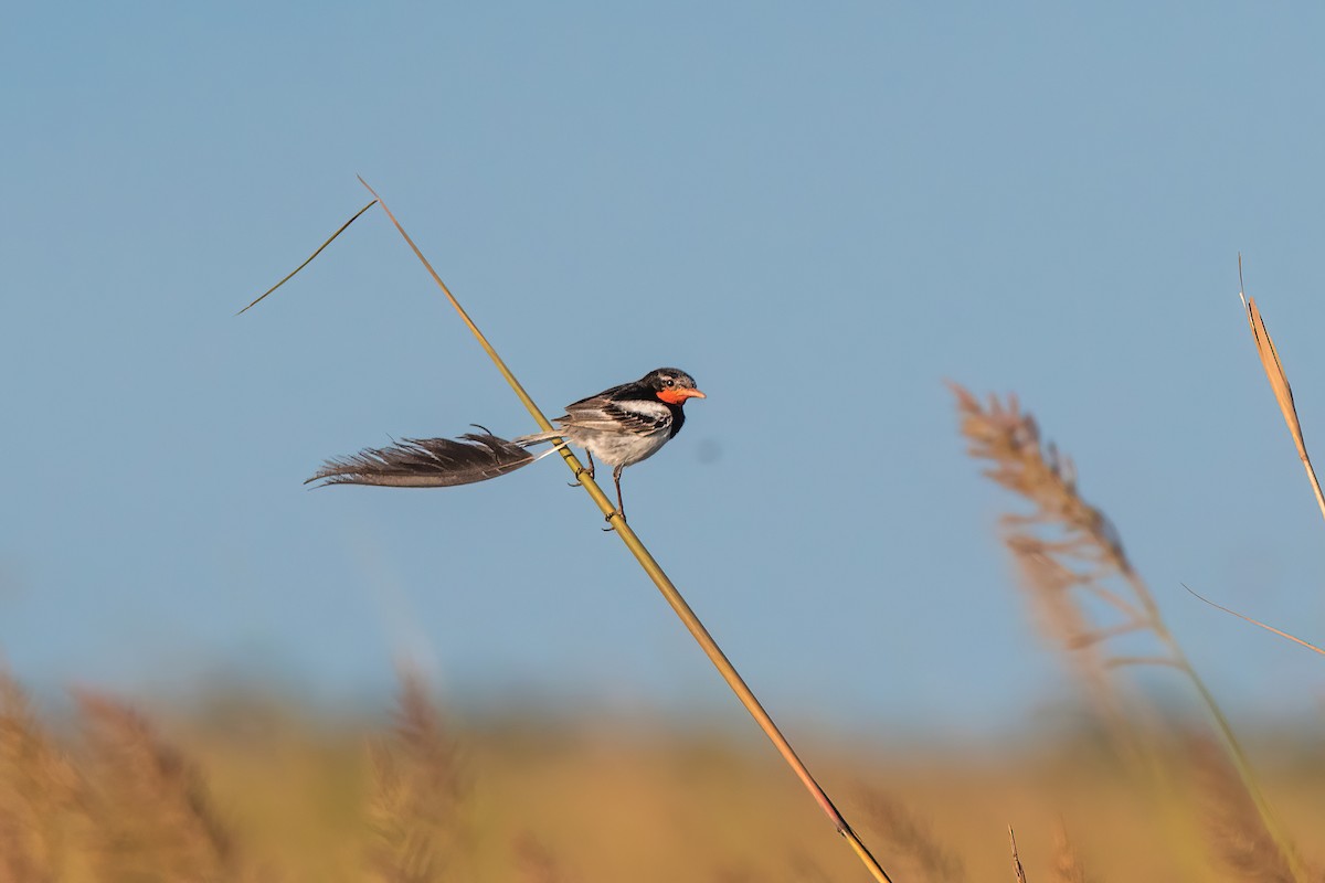 Yetapá Acollarado - ML646212574