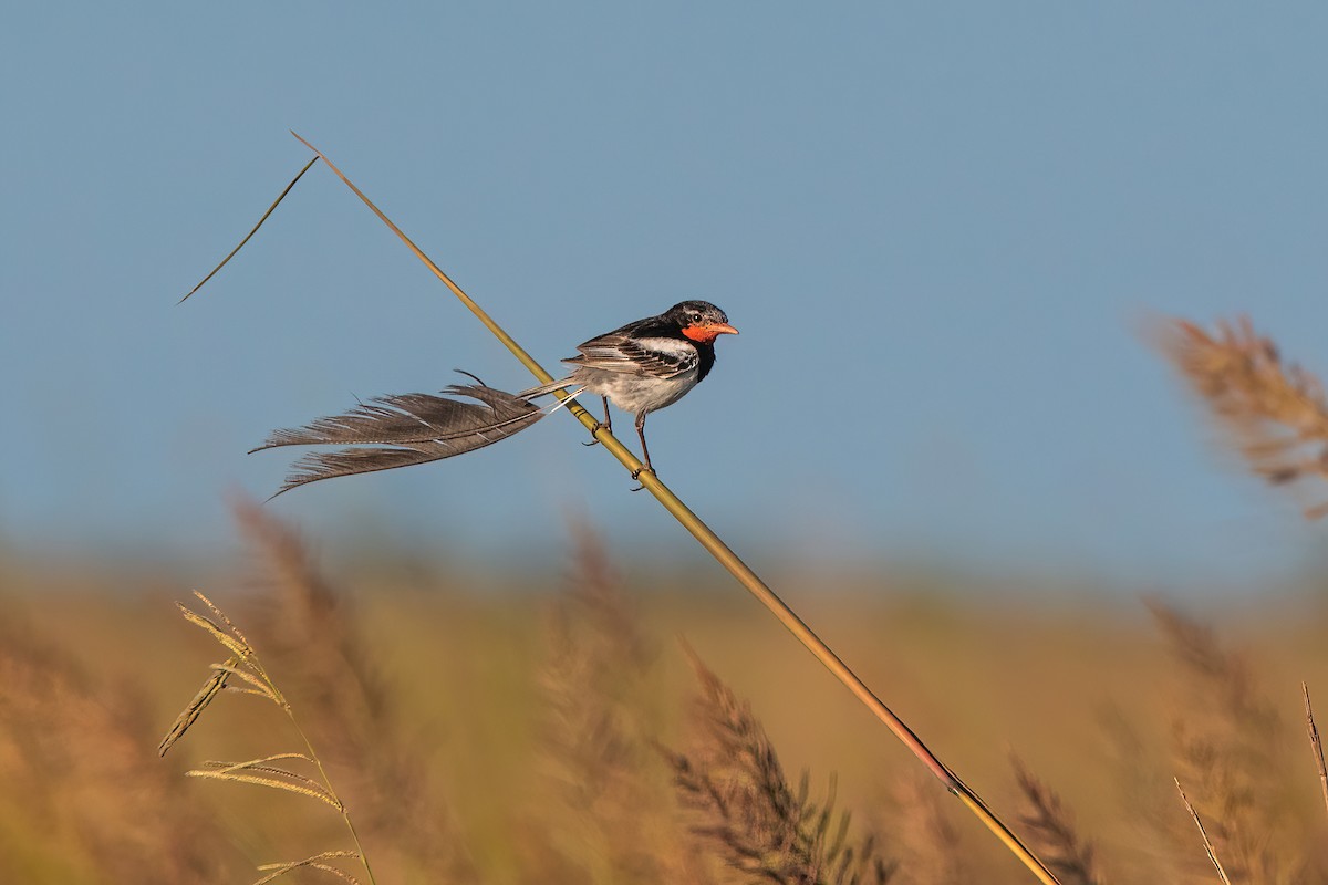 Yetapá Acollarado - ML646212575