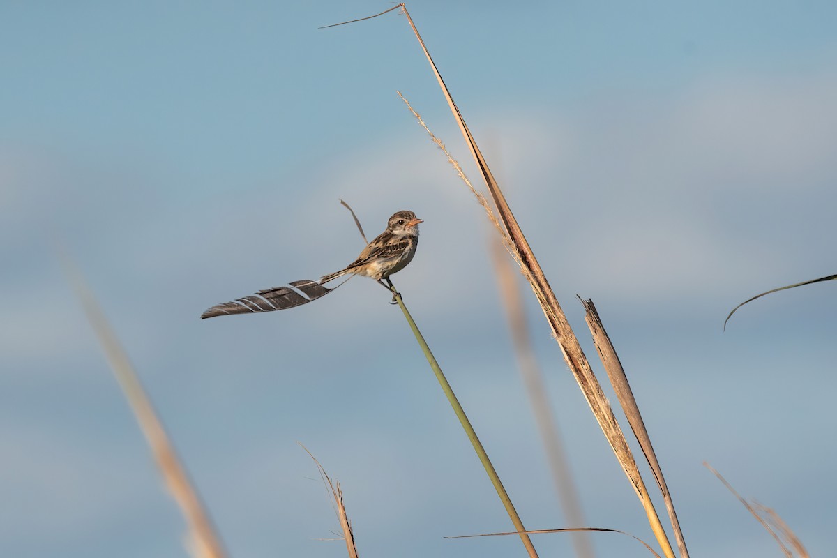 Yetapá Acollarado - ML646212576