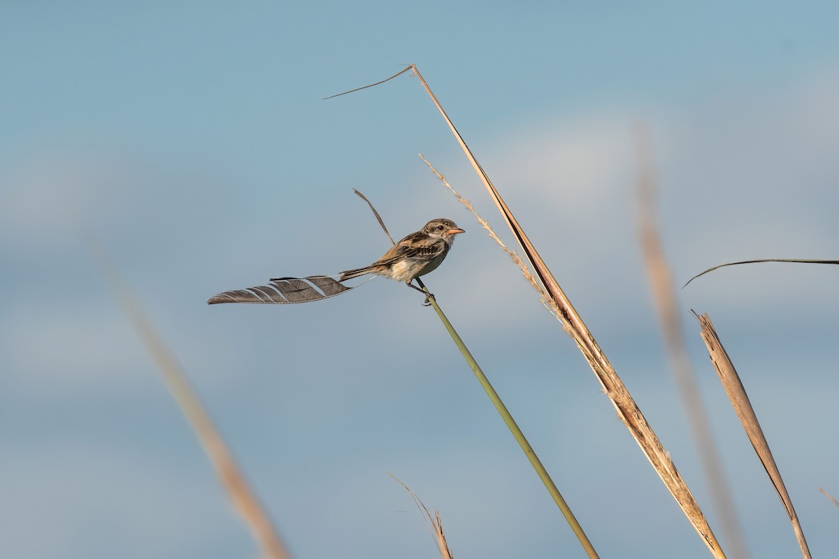 Yetapá Acollarado - ML646212577