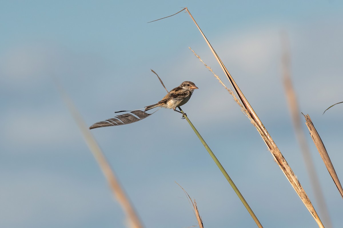 Yetapá Acollarado - ML646212578