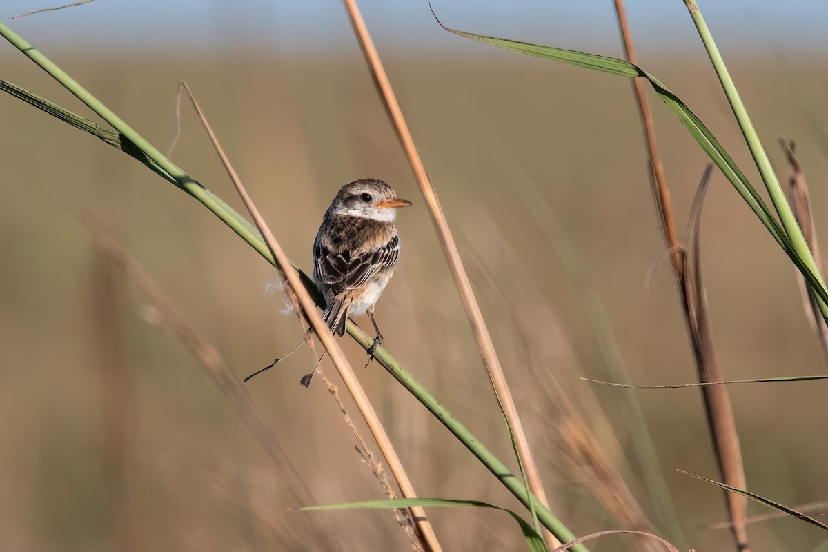 Yetapá Acollarado - ML646212579