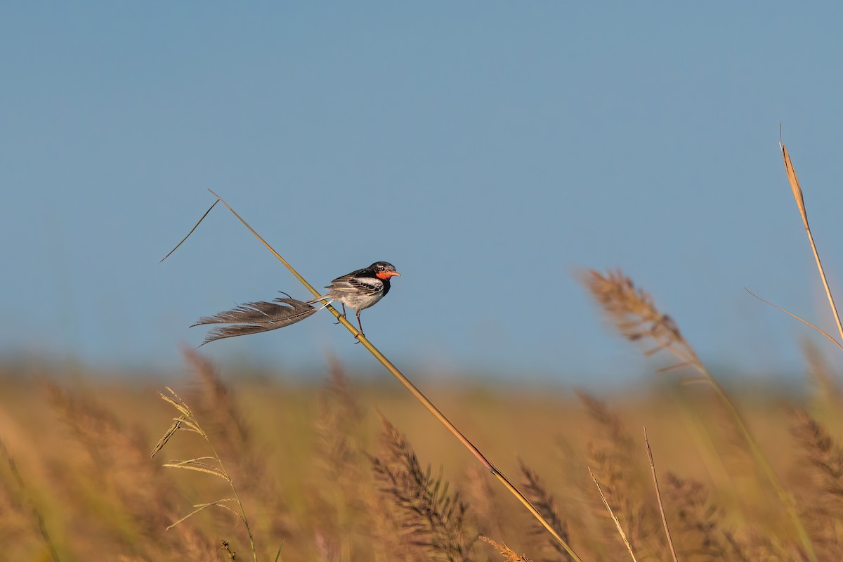 Yetapá Acollarado - ML646212580