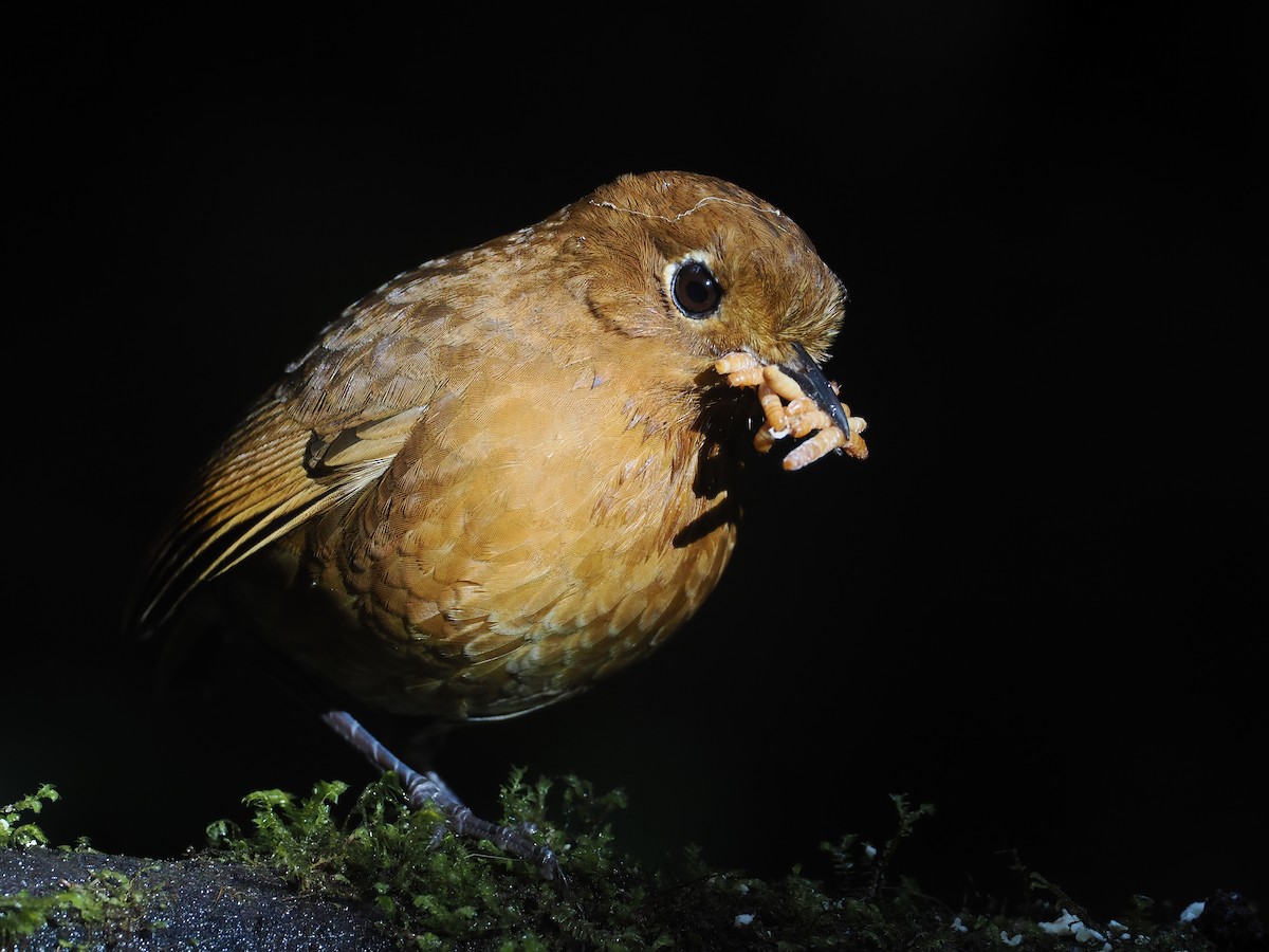 Tororoí de Urubamba - ML646212581
