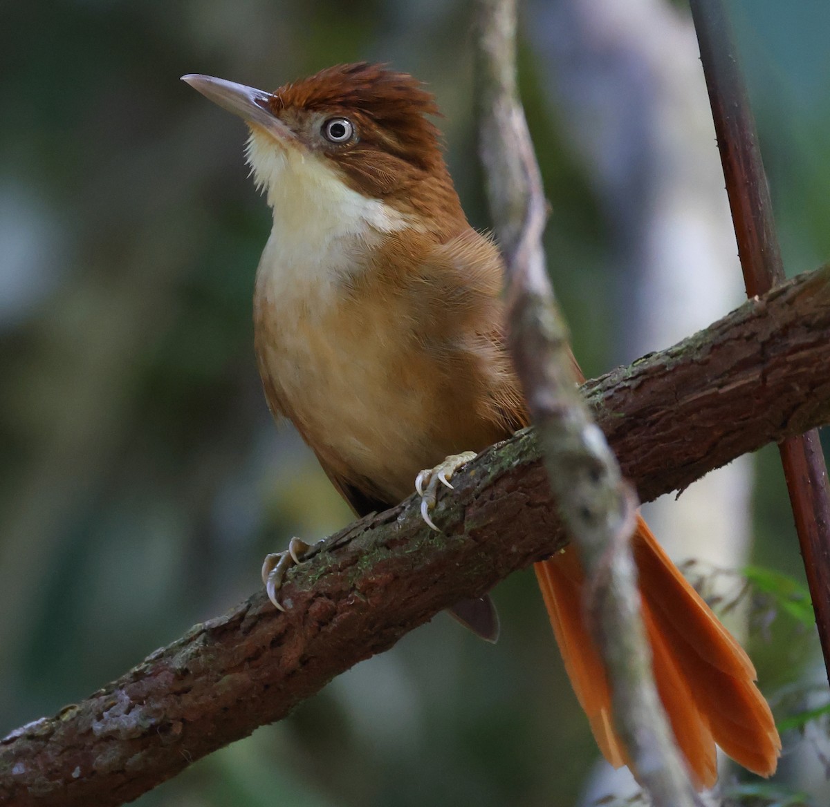 Ticotico Ojiblanco - ML646212582