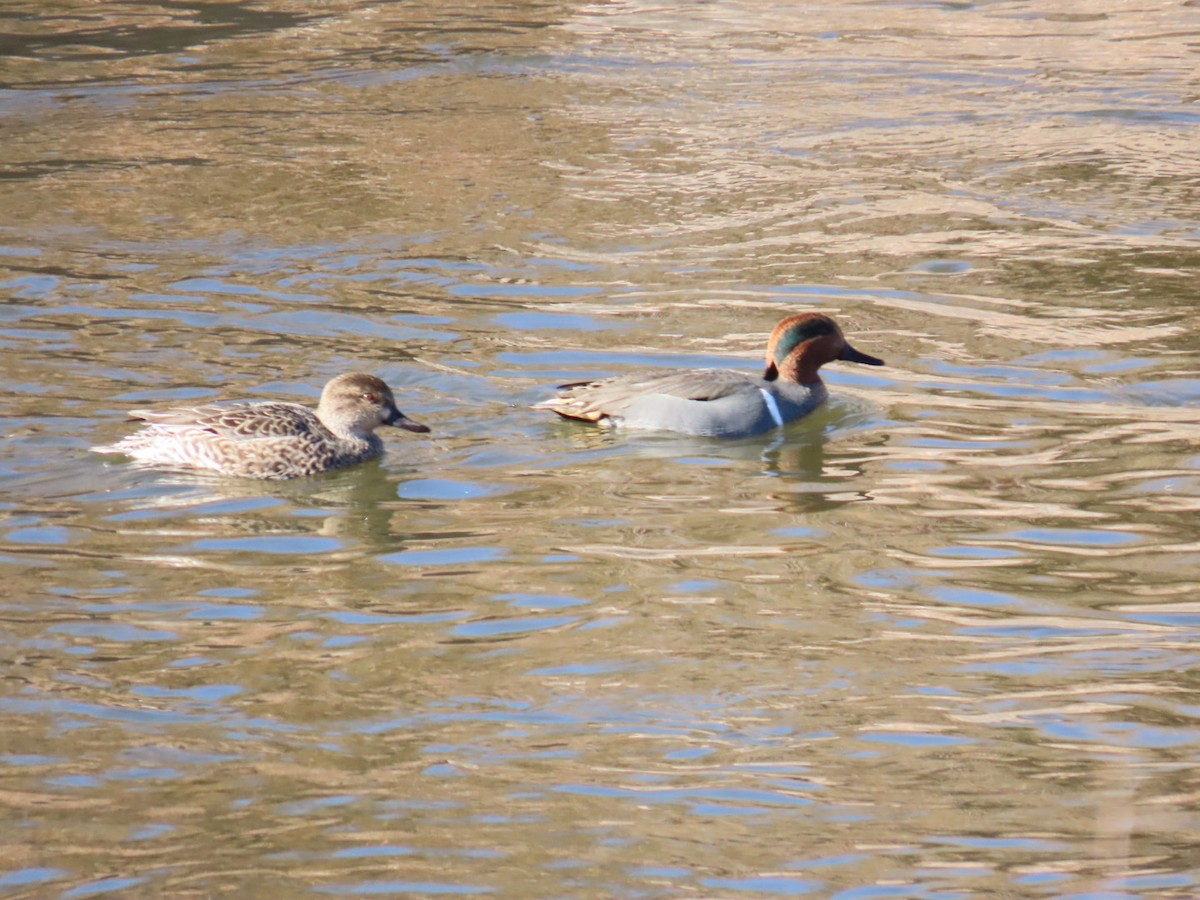 Cerceta Común - ML646212583