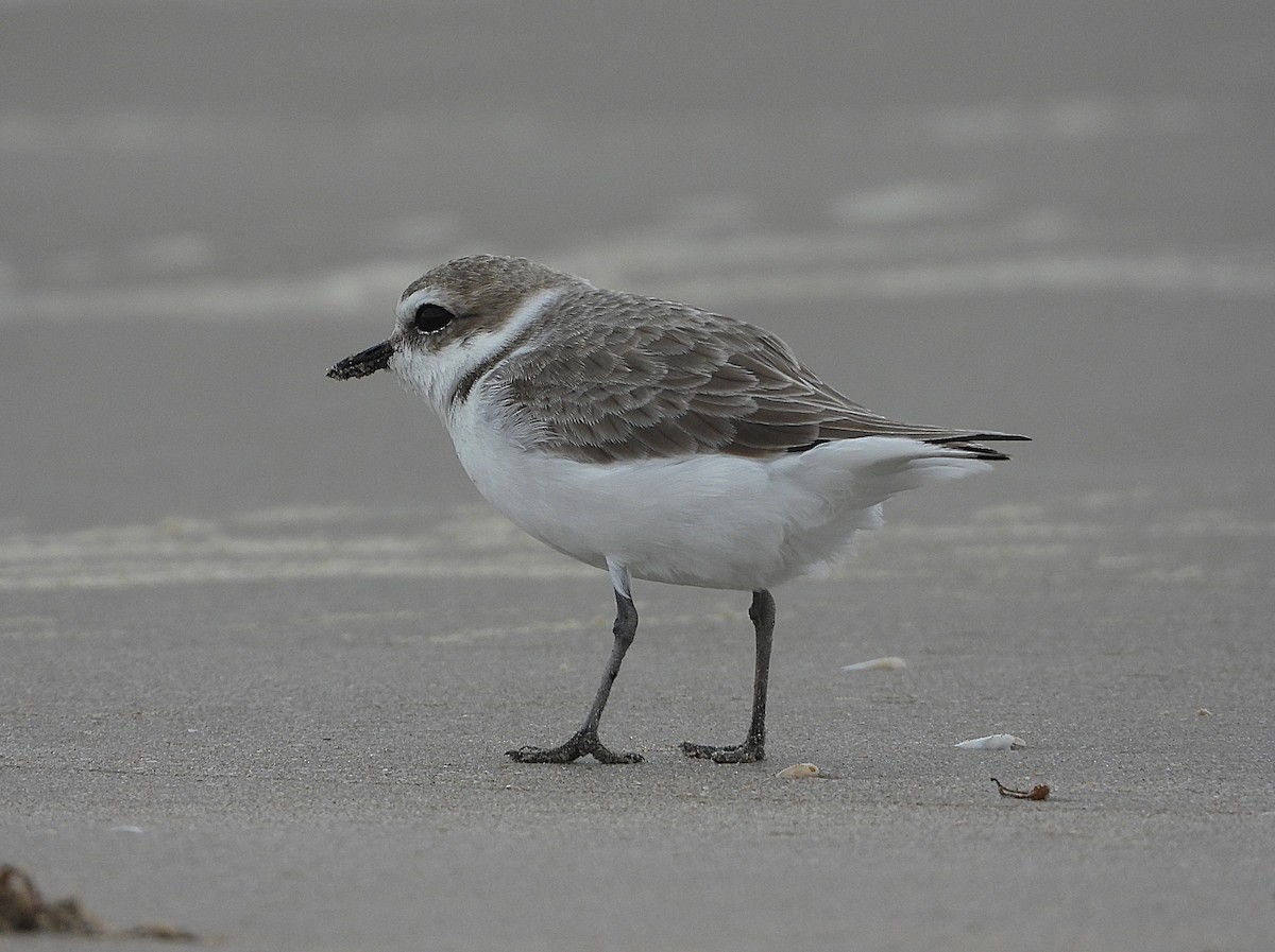 Chorlitejo Nivoso - ML646212584