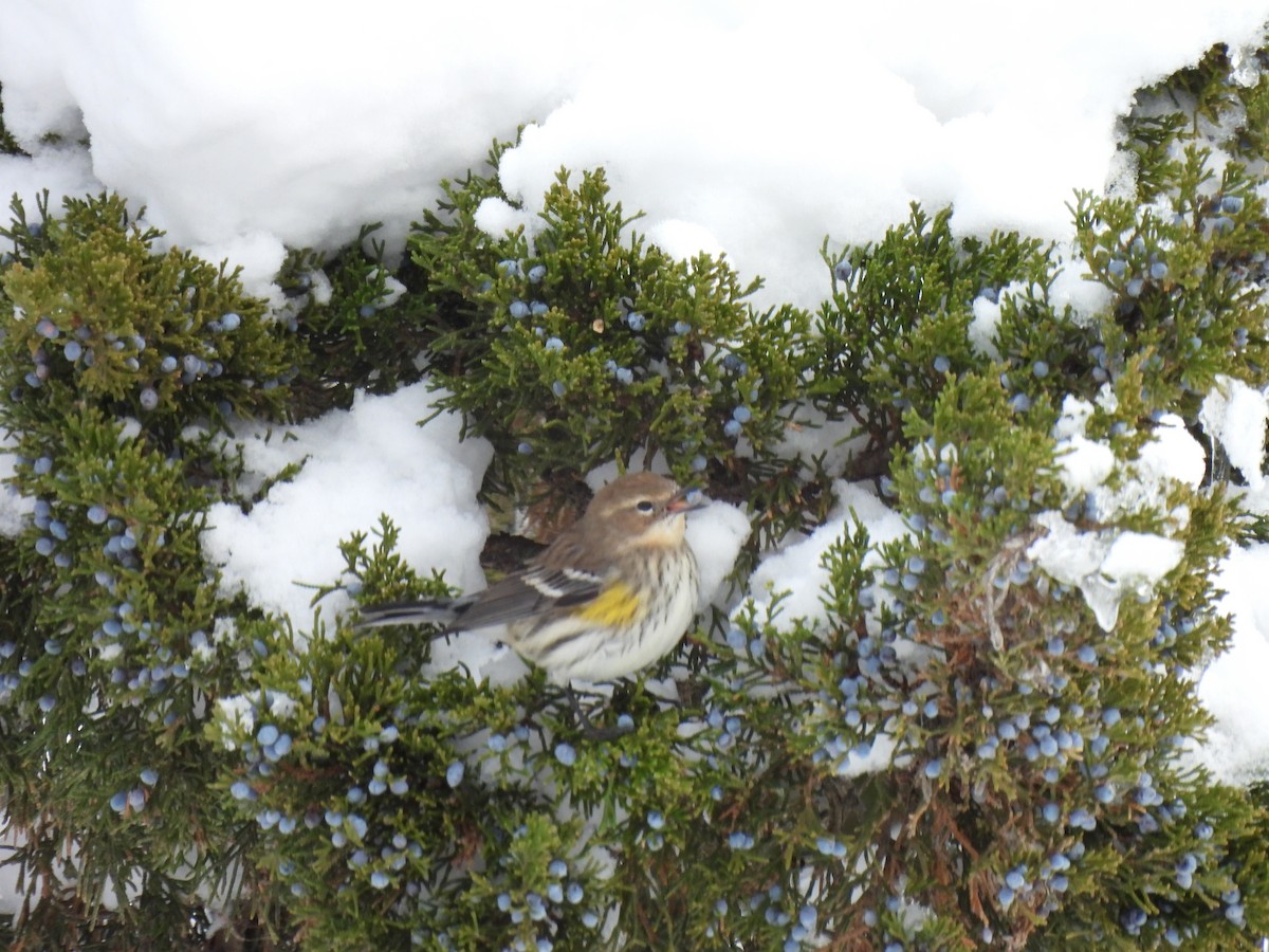 Reinita Coronada - ML646212587