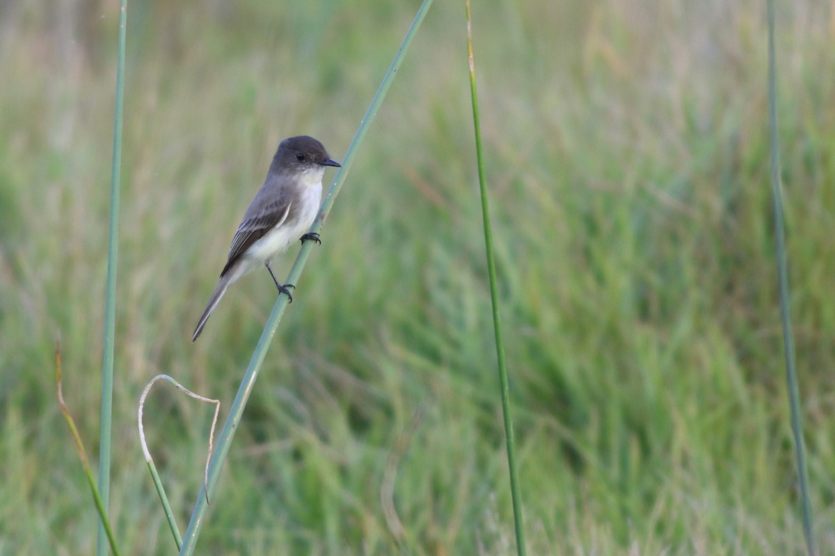 Mosquero Fibí - ML646212588