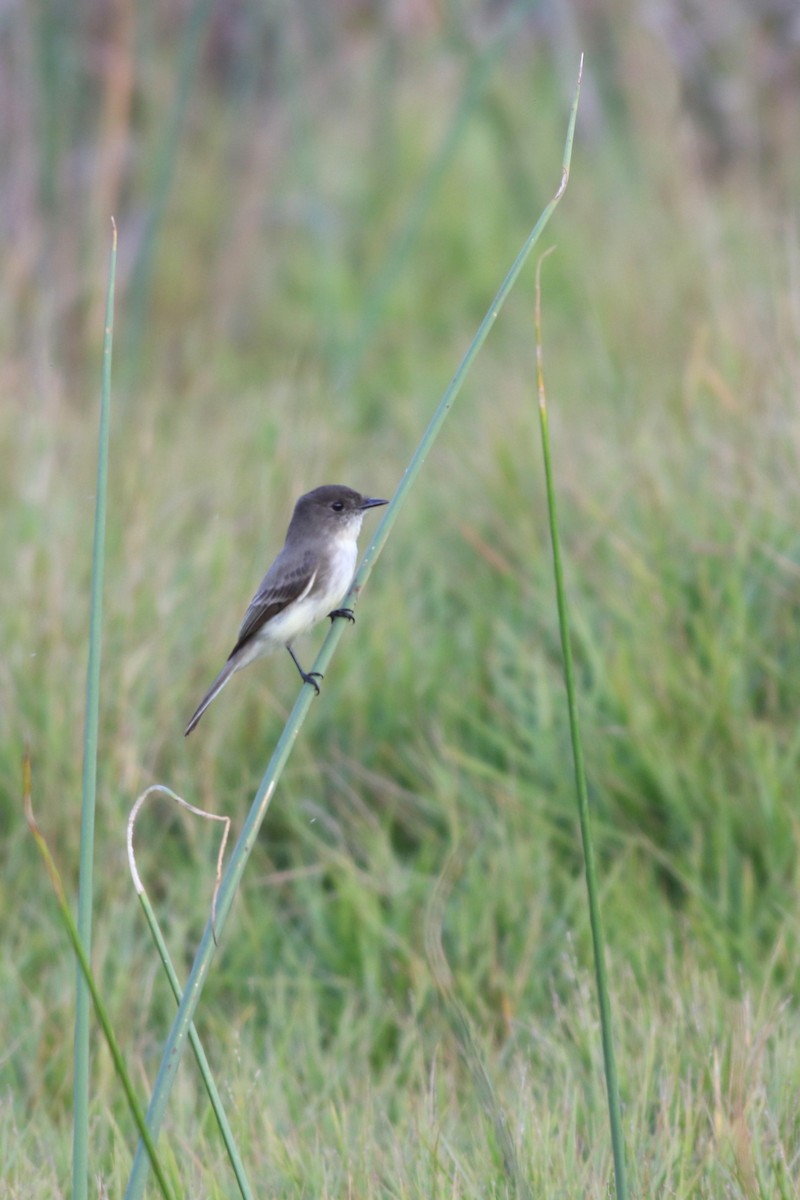 Mosquero Fibí - ML646212589