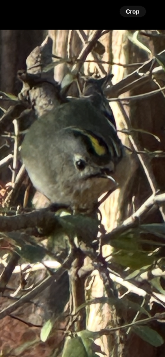 Reyezuelo Sencillo (Asiático) - ML646212590