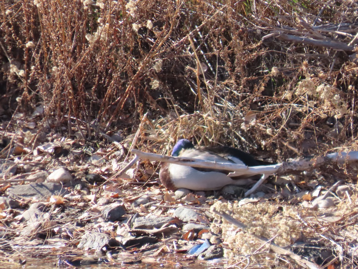 Ánade Azulón - ML646212591