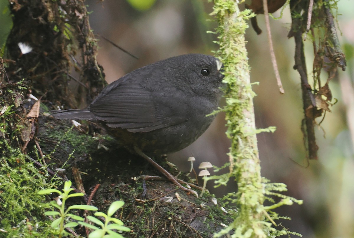 Churrín Trinador - ML646212593