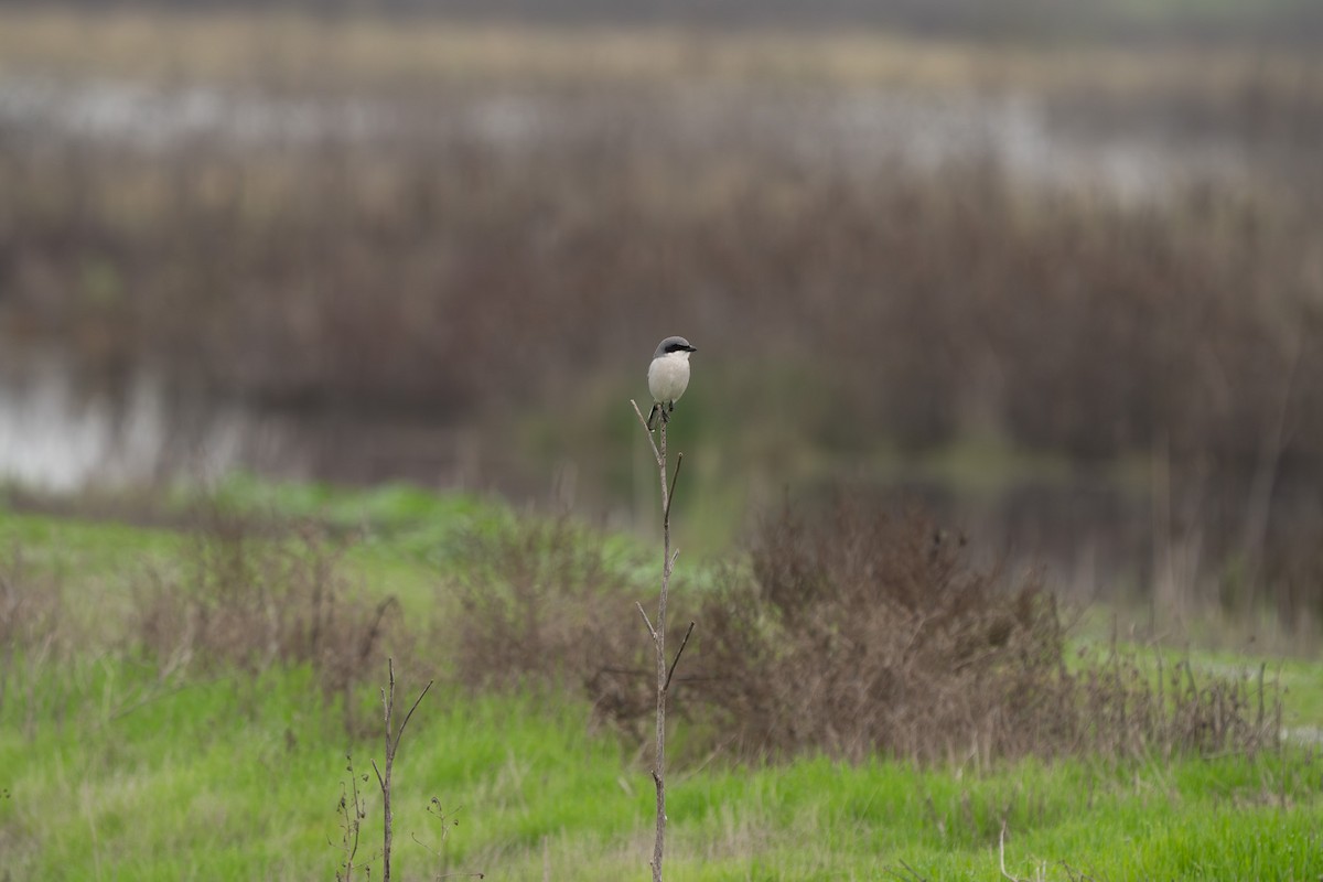Alcaudón Americano - ML646212594