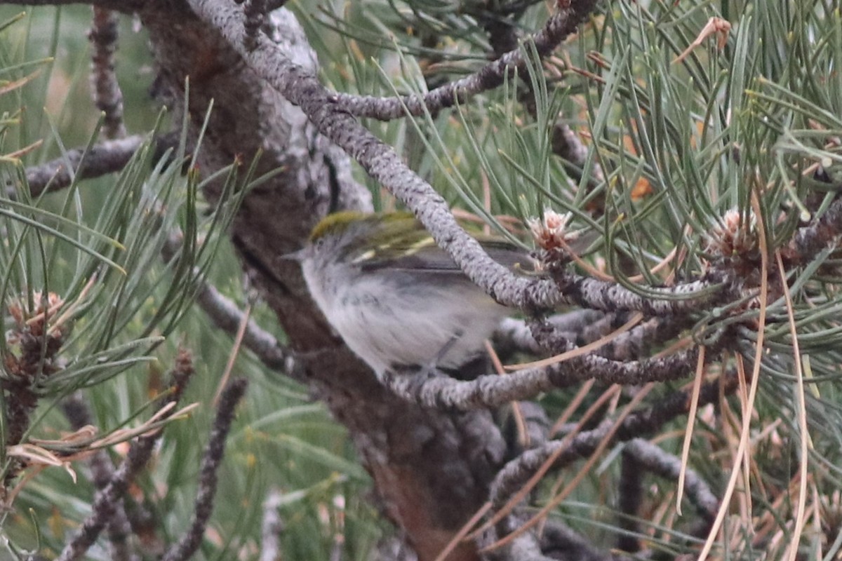 lesňáček rezavoboký - ML646212600