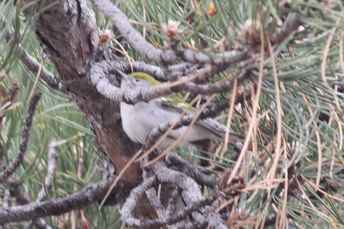 lesňáček rezavoboký - ML646212601