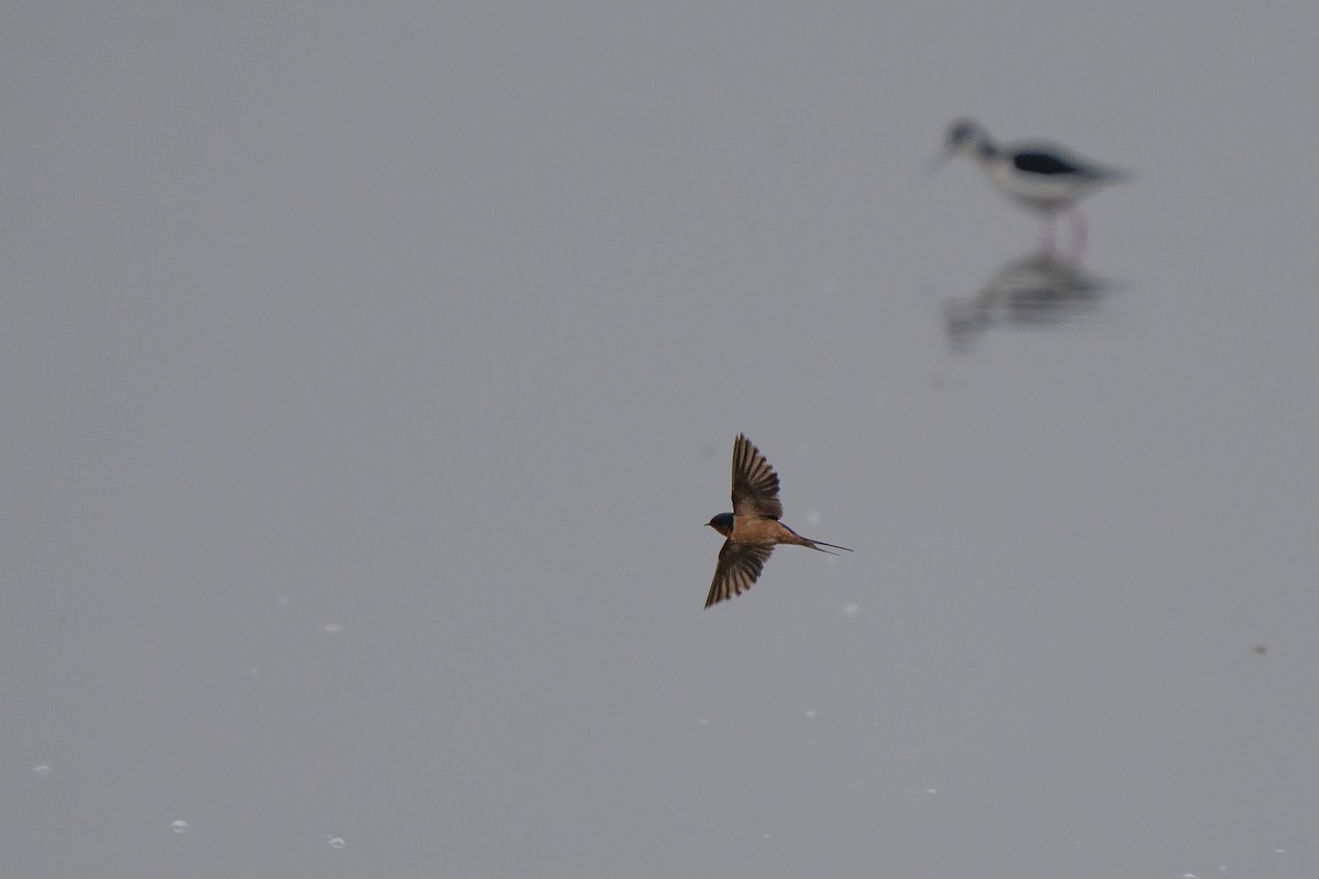 vlaštovka obecná - ML646212603