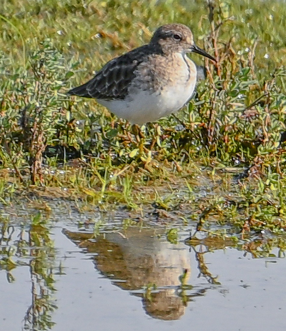 Least Sandpiper - ML646212606