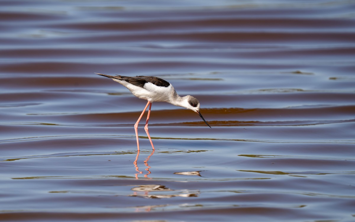 Black-winged Stilt - ML646212608