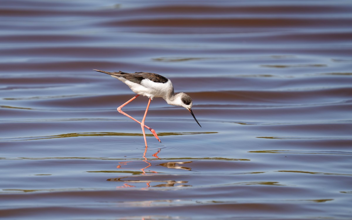 Black-winged Stilt - ML646212609