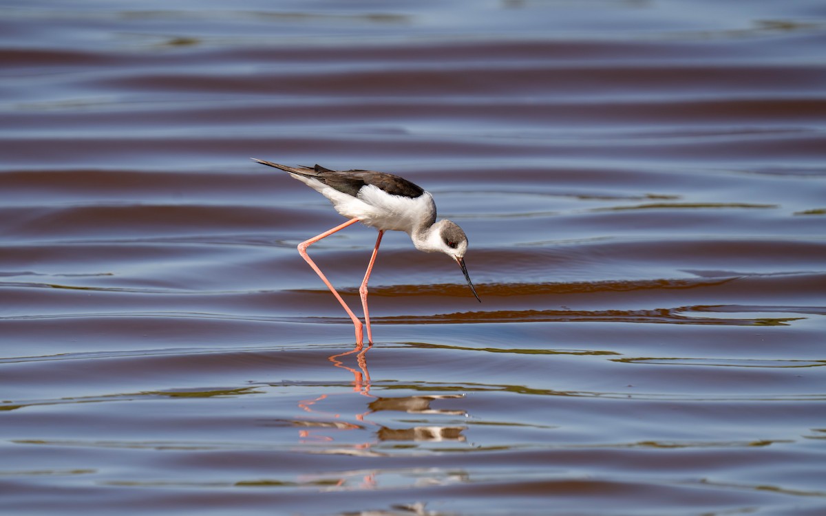 Black-winged Stilt - ML646212610