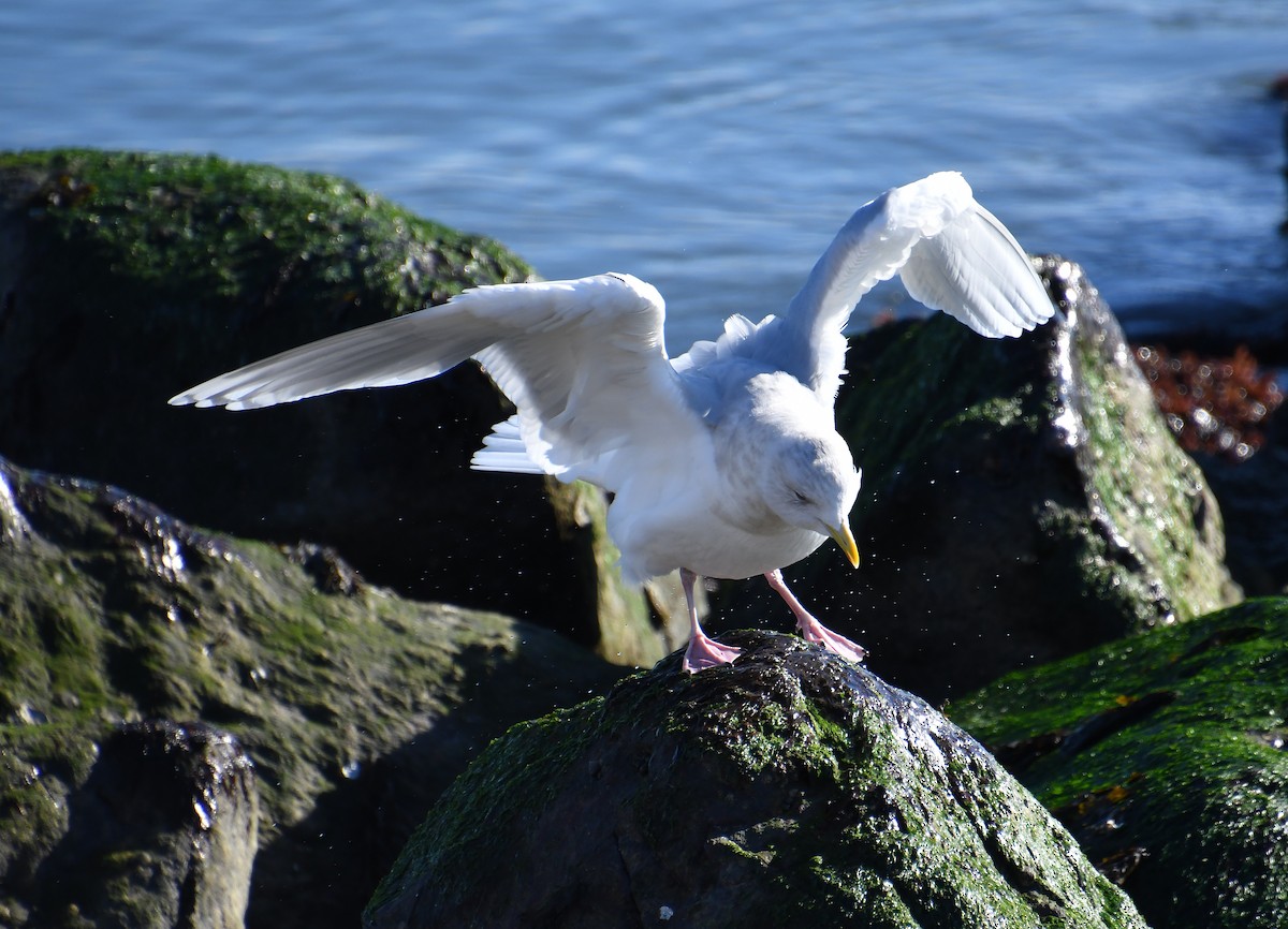 Iceland Gull - ML646212620