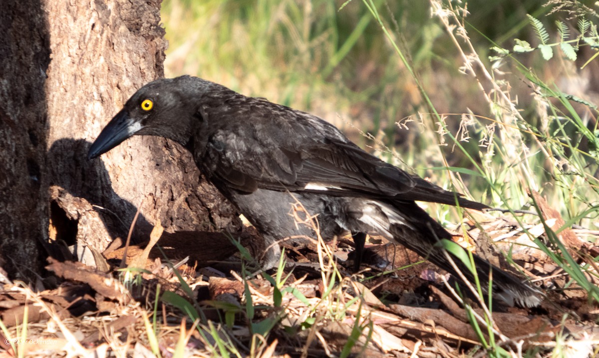 Pied Currawong - ML646212626