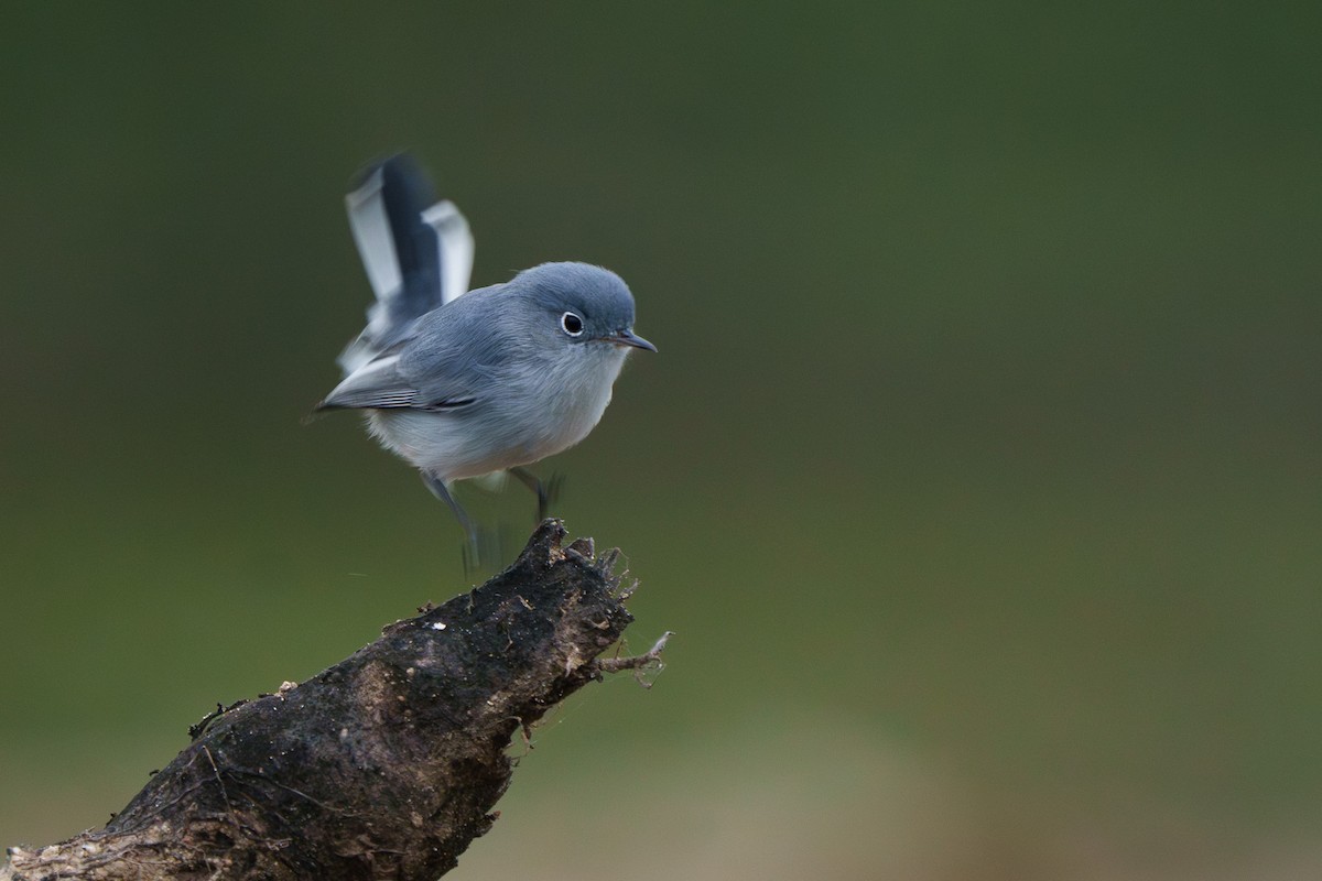 Blue-gray Gnatcatcher - ML646212628