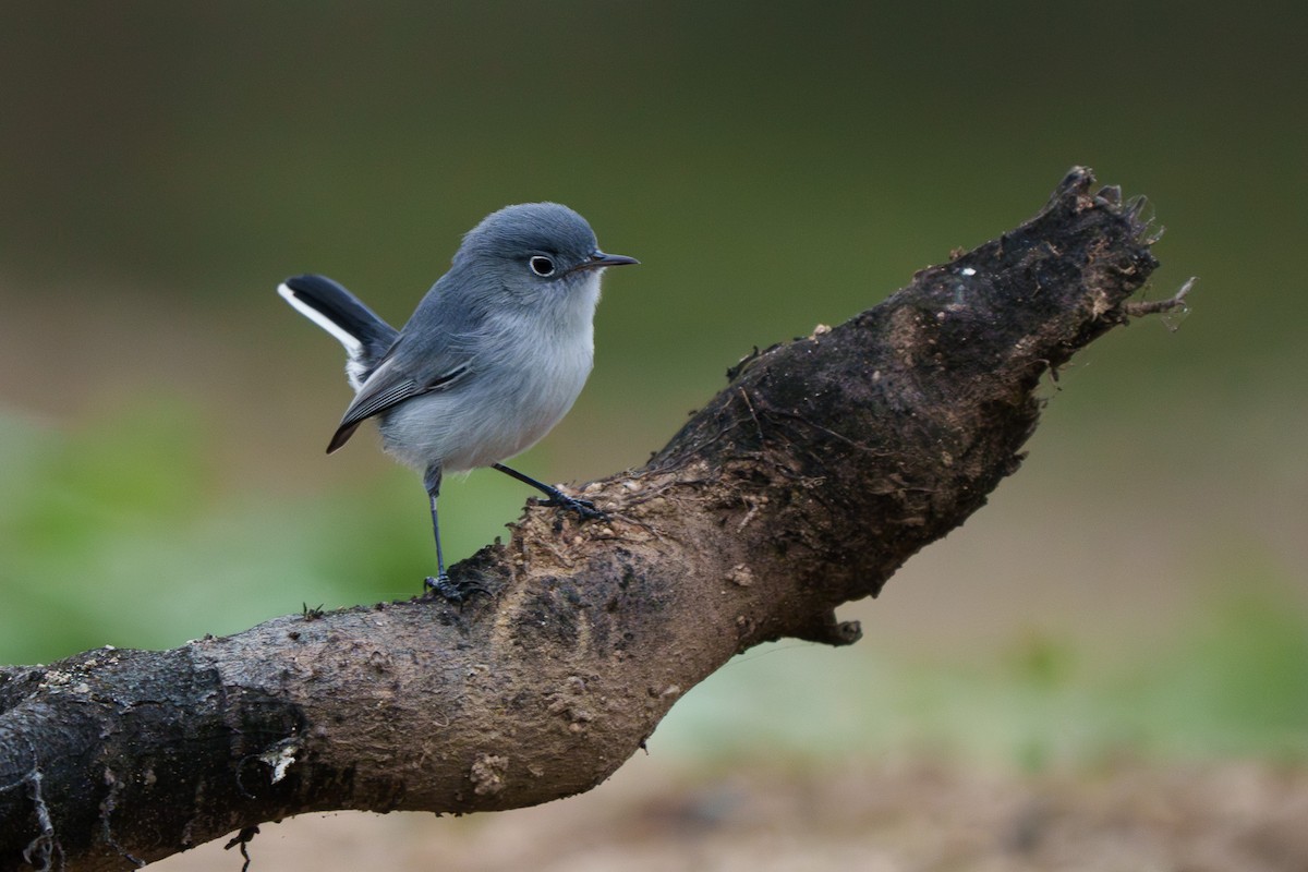 Blue-gray Gnatcatcher - ML646212629