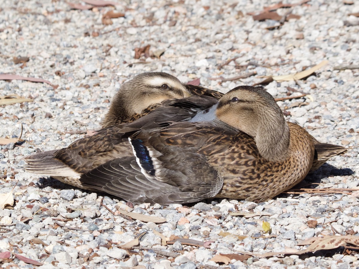Pacific Black Duck x Mallard (hybrid) - ML646212630