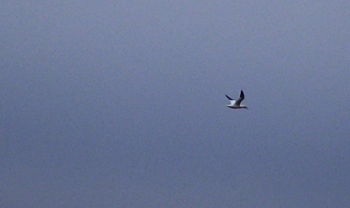 Northern Gannet - ML646212631