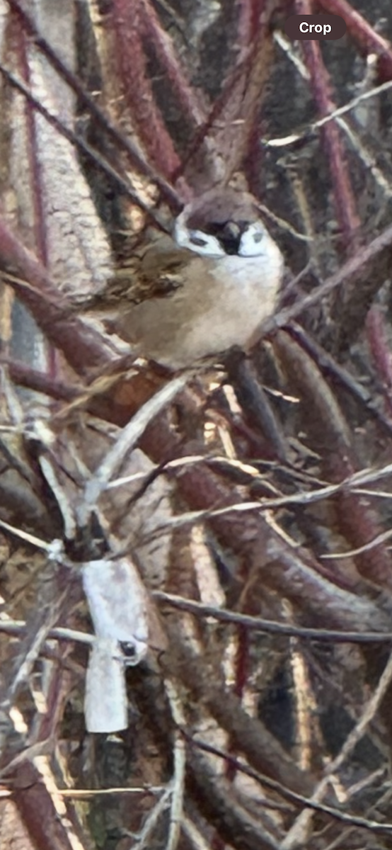 vrabec polní - ML646212633