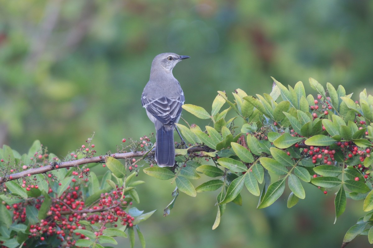 Northern Mockingbird - ML646212634
