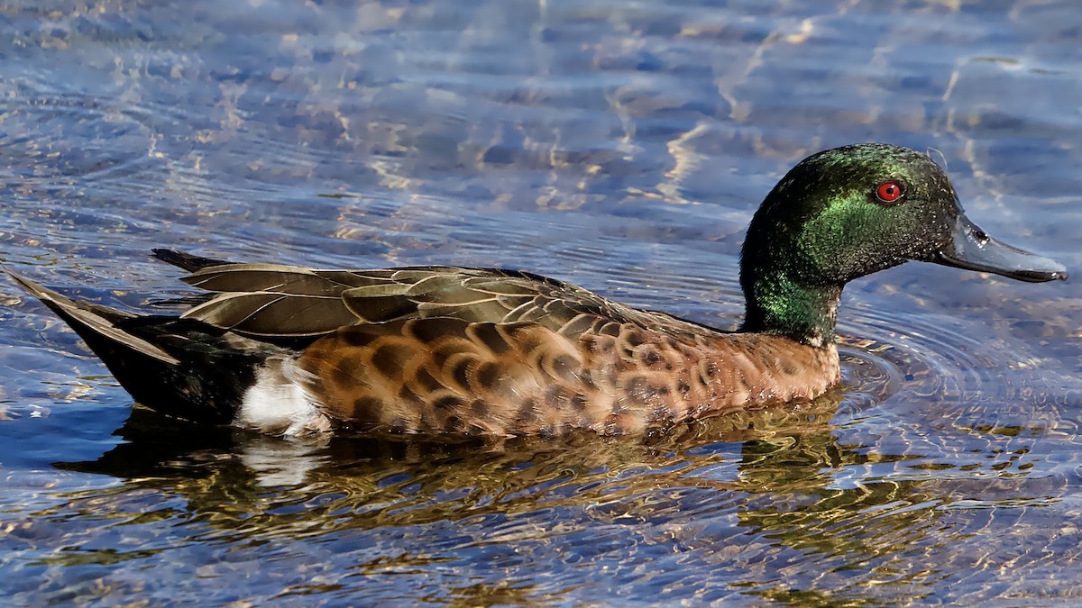 Chestnut Teal - ML646212635