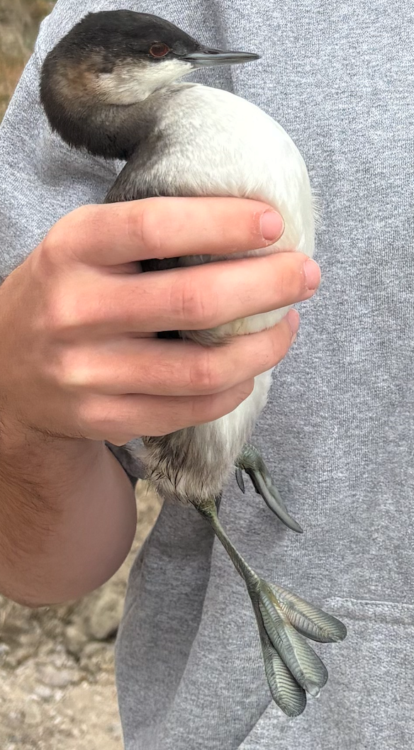 potápka černokrká - ML646212642