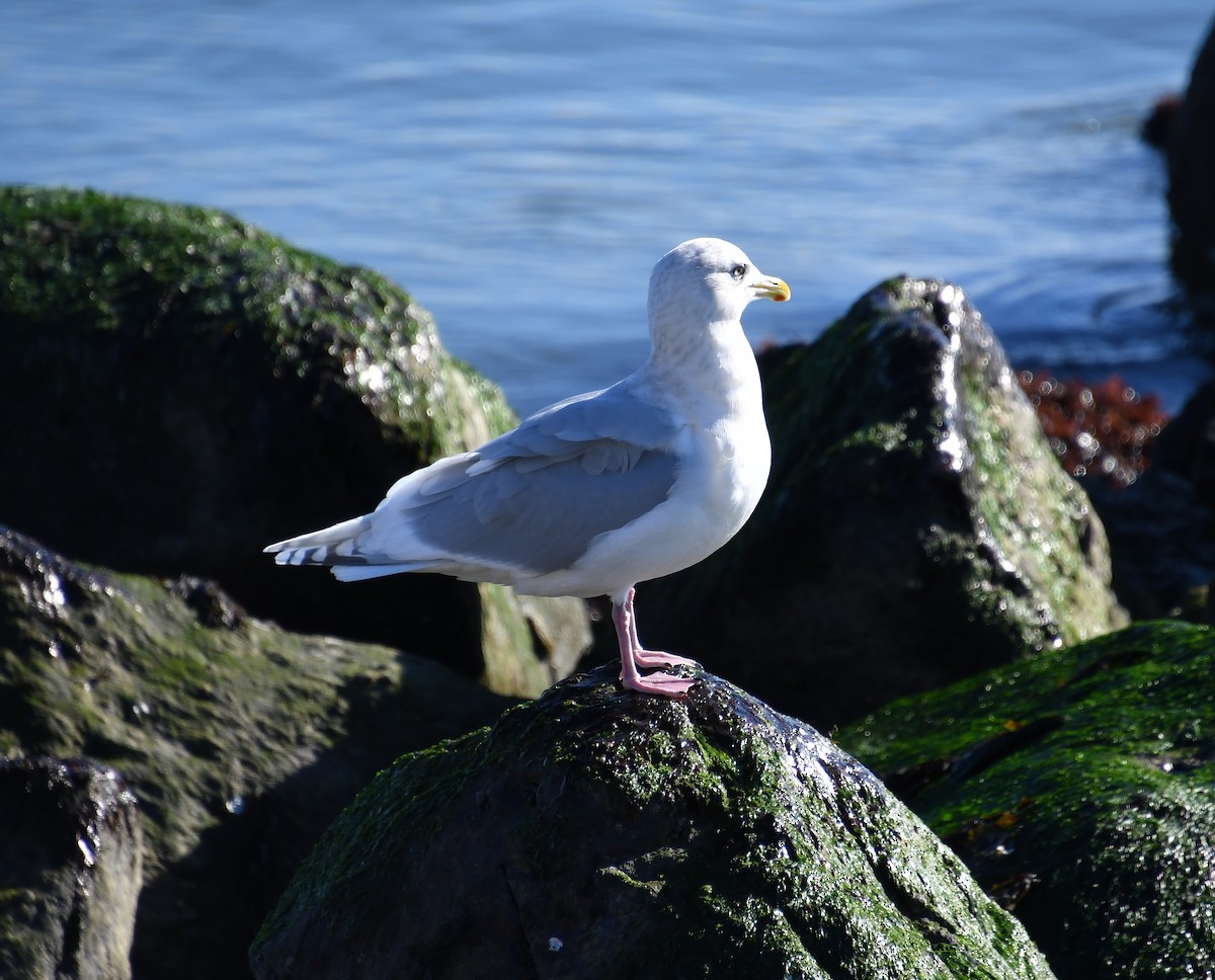 racek polární - ML646212646