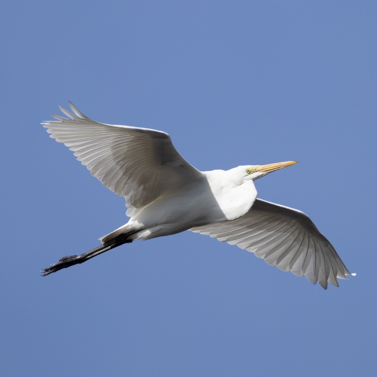 Koartza zuria - ML646212647