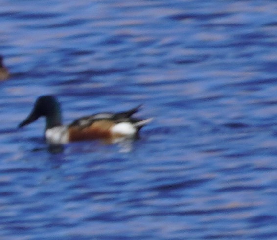 Northern Shoveler - ML646212648