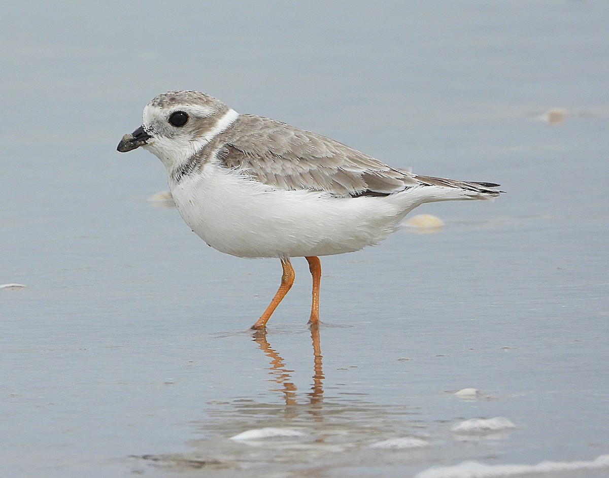 Islıkçı Cılıbıt - ML646212649