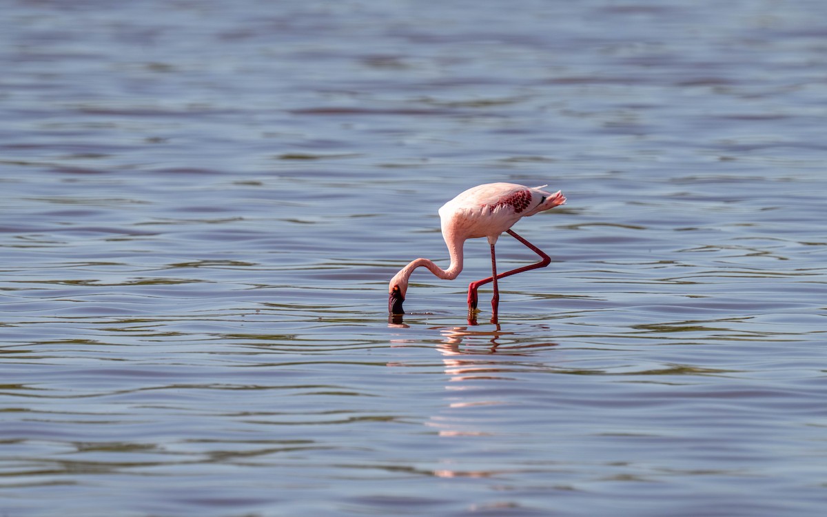 Малый фламинго - ML646212653