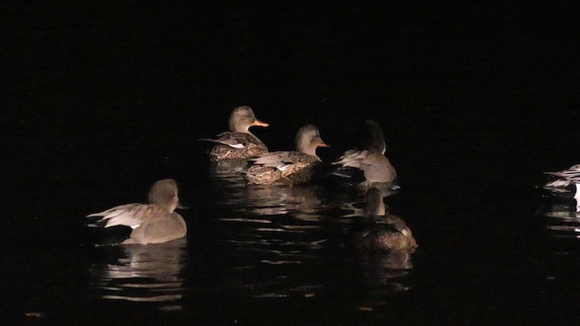 kopřivka obecná - ML646212659