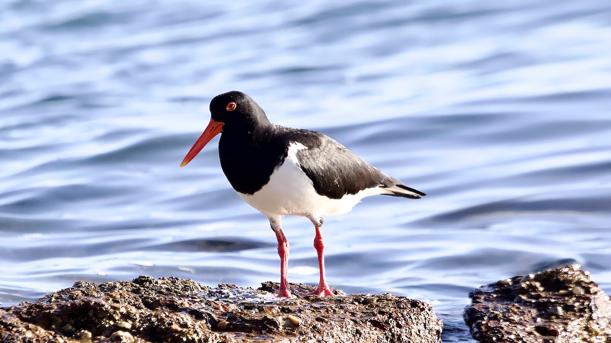 Pied Oystercatcher - ML646212660