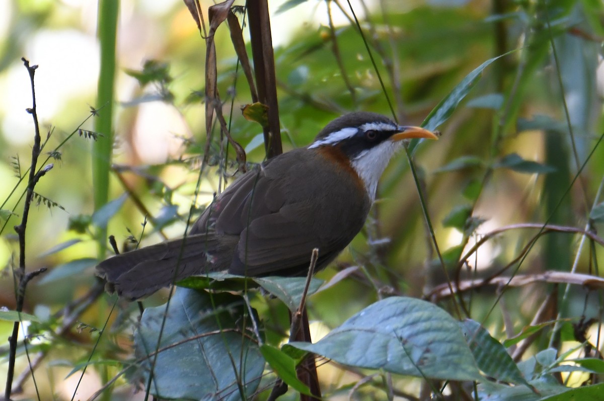 White-browed Scimitar-Babbler - ML646212661