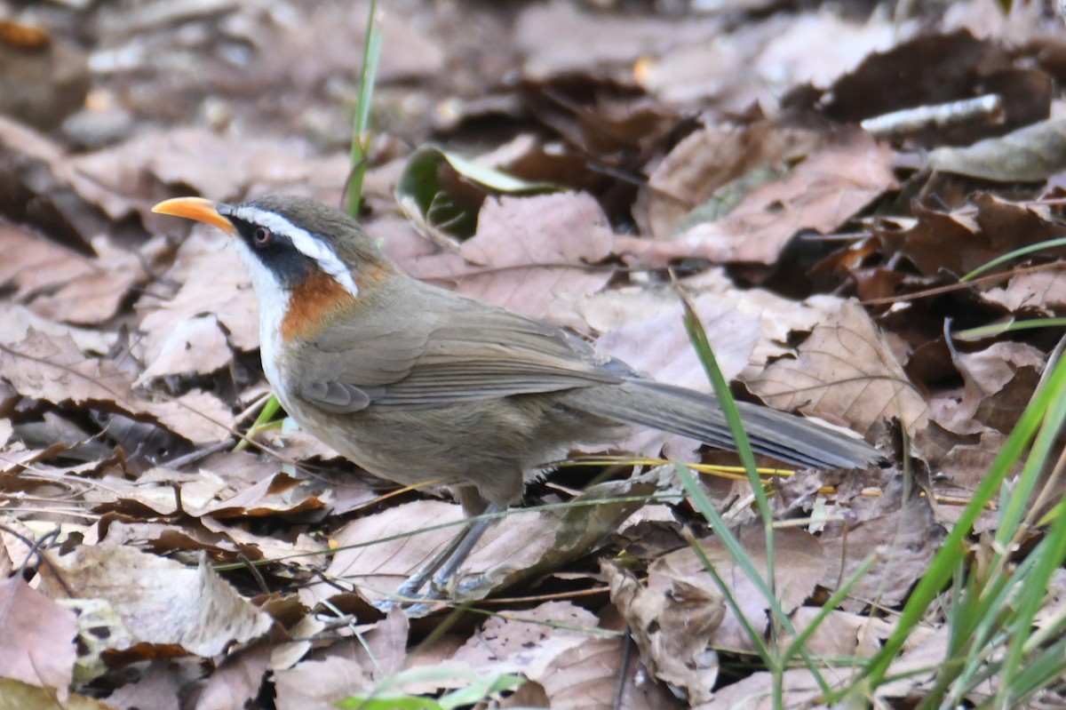 White-browed Scimitar-Babbler - ML646212662