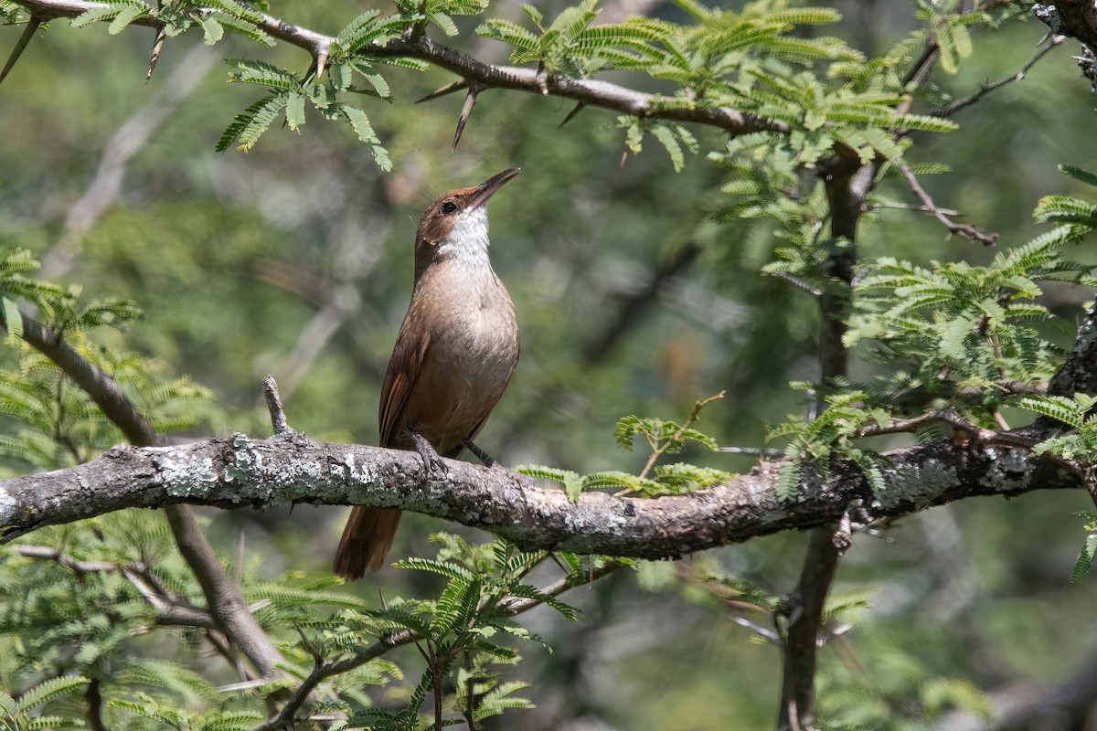 Chaco Earthcreeper - ML646212671