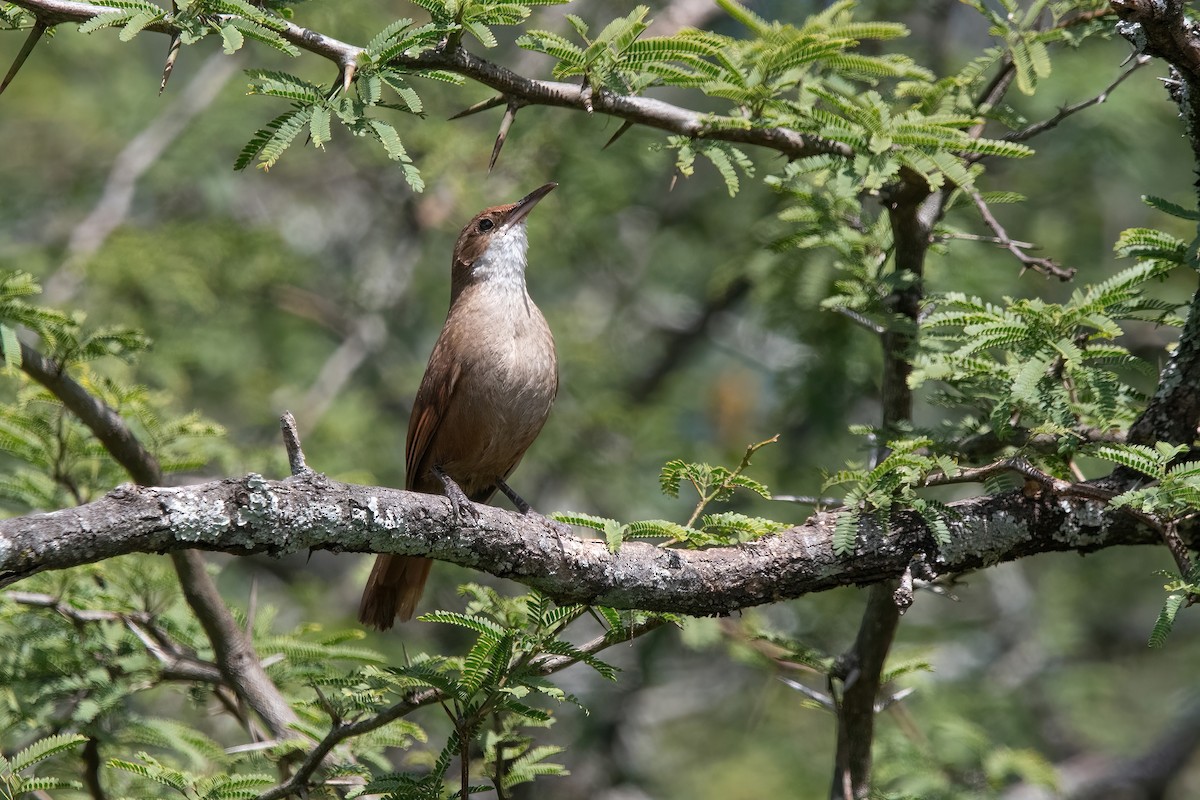 Chaco Earthcreeper - ML646212672