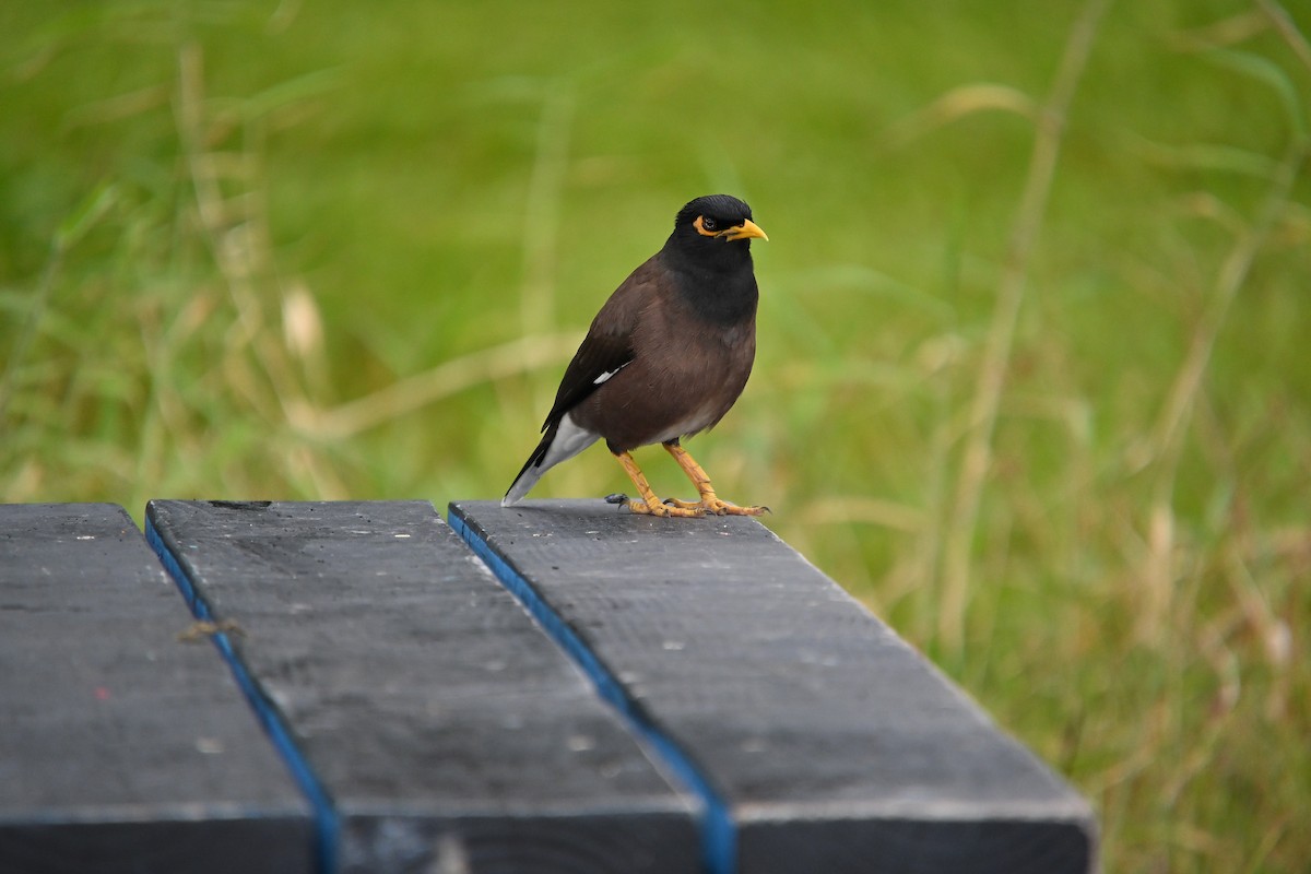 majna obecná - ML646212673