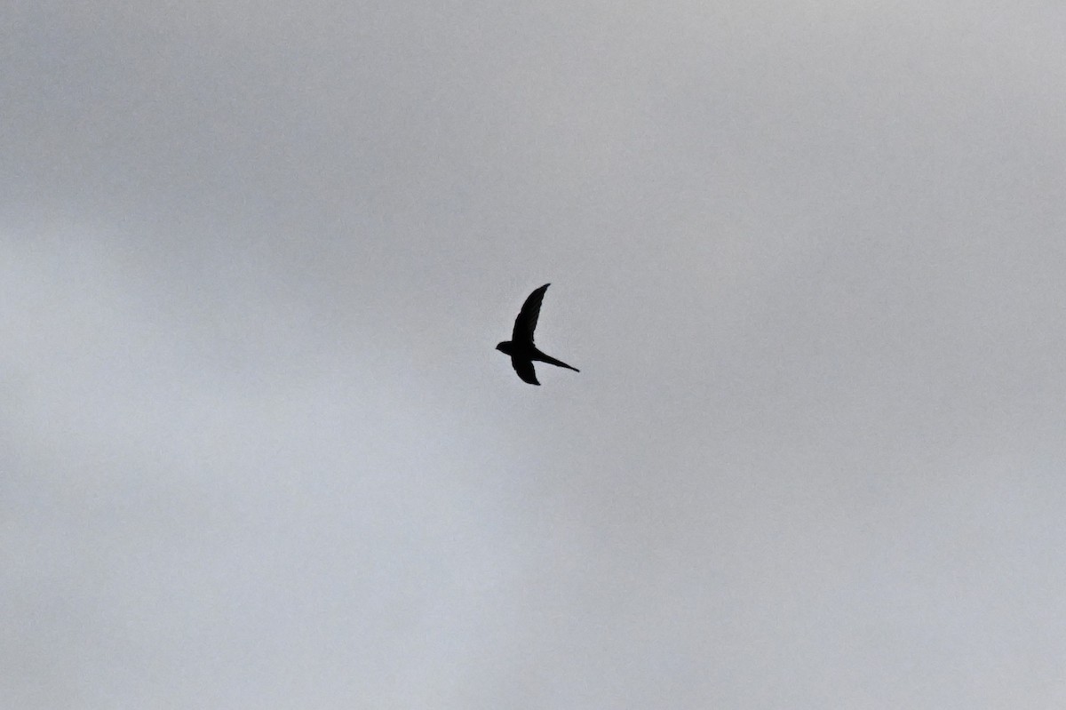 rorýs vidloocasý - ML646212674