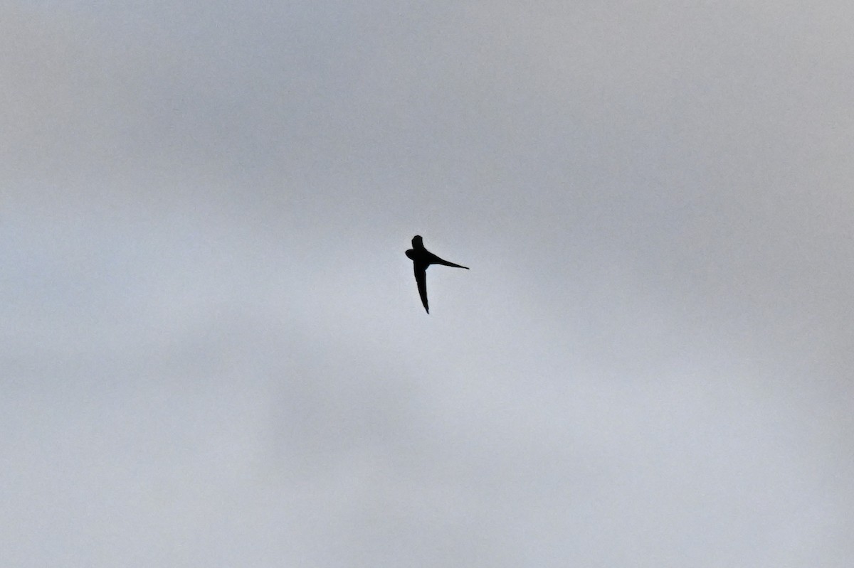 rorýs vidloocasý - ML646212675